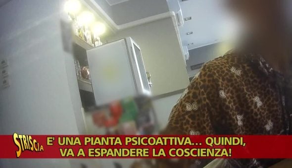 Guaritrice propone l'ayahuasca come cura ma in Italia è illegale